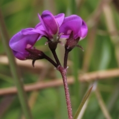 Swainsona sericea at Dry Plain, NSW - 17 Dec 2022 12:28 PM