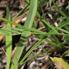 Swainsona sericea at Dry Plain, NSW - 17 Dec 2022 12:28 PM