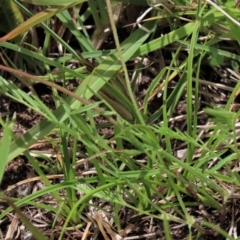 Swainsona sericea at Dry Plain, NSW - 17 Dec 2022