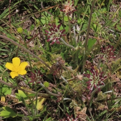 Ranunculus lappaceus (Australian Buttercup) at Top Hut TSR - 17 Dec 2022 by AndyRoo