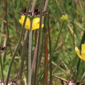 Ranunculus lappaceus at Dry Plain, NSW - 17 Dec 2022