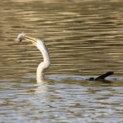 Anhinga novaehollandiae (Australasian Darter) at Fyshwick, ACT - 16 Aug 2023 by RodDeb