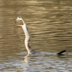 Anhinga novaehollandiae at Fyshwick, ACT - 16 Aug 2023