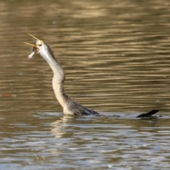 Anhinga novaehollandiae at Fyshwick, ACT - 16 Aug 2023