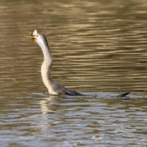 Anhinga novaehollandiae at Fyshwick, ACT - 16 Aug 2023 01:39 PM