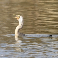 Anhinga novaehollandiae at Fyshwick, ACT - 16 Aug 2023 01:39 PM