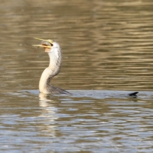 Anhinga novaehollandiae at Fyshwick, ACT - 16 Aug 2023 01:39 PM