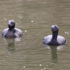 Phalacrocorax sulcirostris at Fyshwick, ACT - 16 Aug 2023