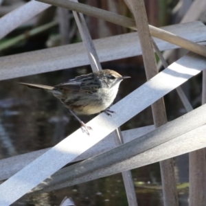 Poodytes gramineus at Fyshwick, ACT - 16 Aug 2023