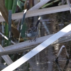 Poodytes gramineus at Fyshwick, ACT - 16 Aug 2023