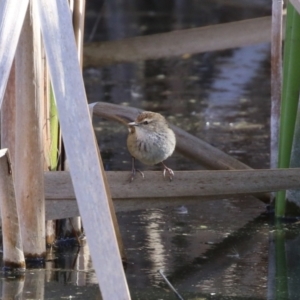 Poodytes gramineus at Fyshwick, ACT - 16 Aug 2023