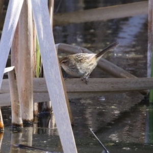 Poodytes gramineus at Fyshwick, ACT - 16 Aug 2023