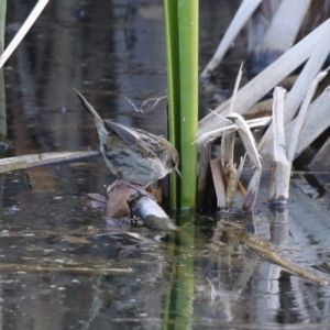 Poodytes gramineus at Fyshwick, ACT - 16 Aug 2023