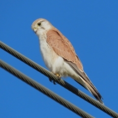 Falco cenchroides (Nankeen Kestrel) at Fyshwick, ACT - 16 Aug 2023 by RodDeb