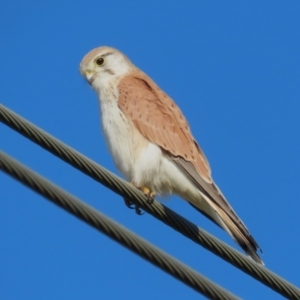 Falco cenchroides at Fyshwick, ACT - 16 Aug 2023