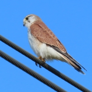 Falco cenchroides at Fyshwick, ACT - 16 Aug 2023 03:13 PM