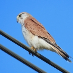 Falco cenchroides at Fyshwick, ACT - 16 Aug 2023 03:13 PM