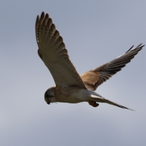 Falco cenchroides at Fyshwick, ACT - 16 Aug 2023