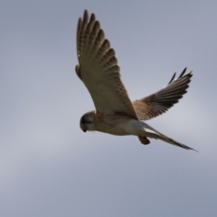 Falco cenchroides at Fyshwick, ACT - 16 Aug 2023