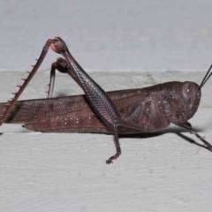Unidentified Grasshopper (several families) at Ormiston, QLD - 15 Aug 2023 by TimL