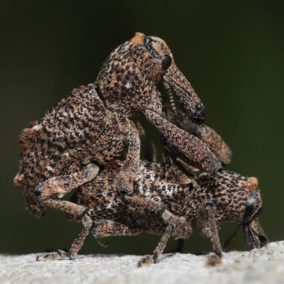 Orthorhinus cylindrirostris (Elephant Weevil) at Ormiston, QLD - 16 Aug 2023 by TimL