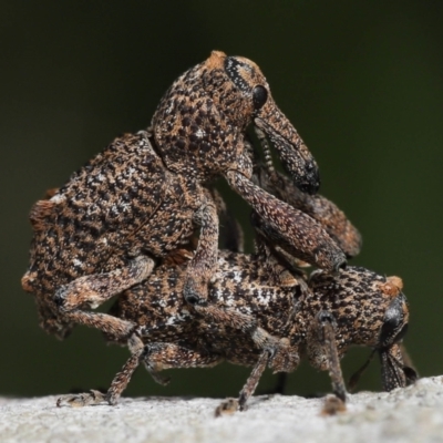 Unidentified Weevil (Curculionoidea) at Ormiston, QLD - 16 Aug 2023 by TimL