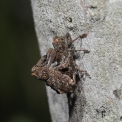Orthorhinus cylindrirostris at Ormiston, QLD - 16 Aug 2023 10:30 AM