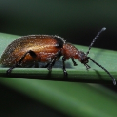 Unidentified Darkling beetle (Tenebrionidae) at Ormiston, QLD - 16 Aug 2023 by TimL