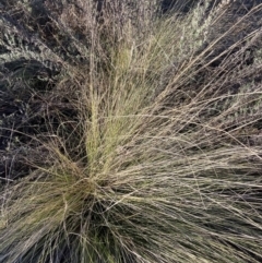 Nassella trichotoma (Serrated Tussock) at The Fair, Watson - 16 Aug 2023 by waltraud