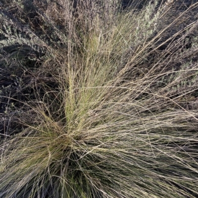 Nassella trichotoma (Serrated Tussock) at Watson, ACT - 16 Aug 2023 by waltraud