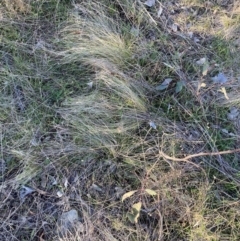 Nassella trichotoma (Serrated Tussock) at The Fair, Watson - 16 Aug 2023 by waltraud