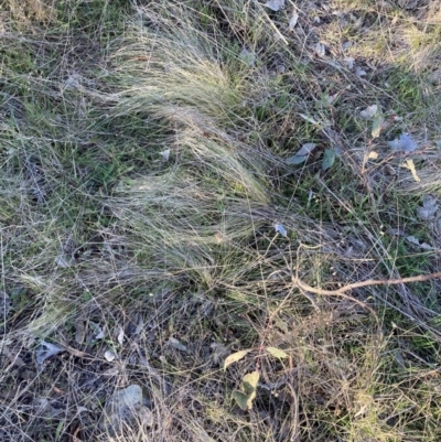 Nassella trichotoma (Serrated Tussock) at The Fair, Watson - 16 Aug 2023 by waltraud