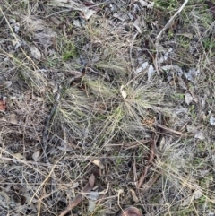 Nassella trichotoma at Watson, ACT - 16 Aug 2023