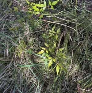 Nandina domestica at Bruce, ACT - 17 Aug 2023