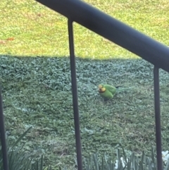 Polytelis swainsonii (Superb Parrot) at Wanniassa, ACT - 17 Aug 2023 by KathrineBz