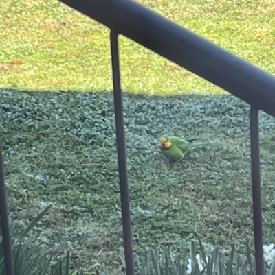 Polytelis swainsonii (Superb Parrot) at Wanniassa, ACT - 17 Aug 2023 by KathrineBz