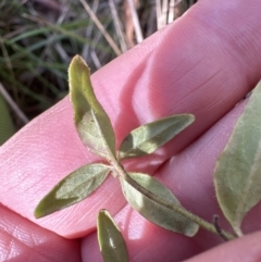 Opercularia hispida (Hairy Stinkweed) at Bruce, ACT - 17 Aug 2023 by lbradley