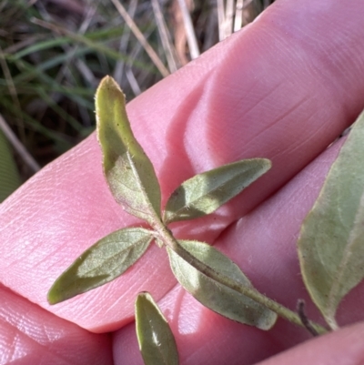 Opercularia hispida (Hairy Stinkweed) at Bruce, ACT - 17 Aug 2023 by lbradley