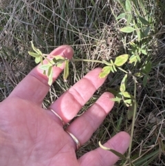 Opercularia hispida at Bruce, ACT - 17 Aug 2023 10:42 AM