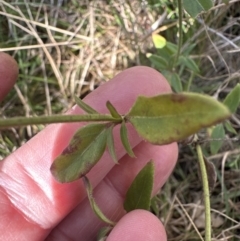 Opercularia hispida at Bruce, ACT - 17 Aug 2023 10:42 AM