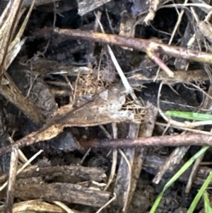 Opercularia hispida at Bruce, ACT - 17 Aug 2023 10:42 AM