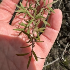 Leptospermum sp. (Tea Tree) at GG286 - 17 Aug 2023 by lbradley