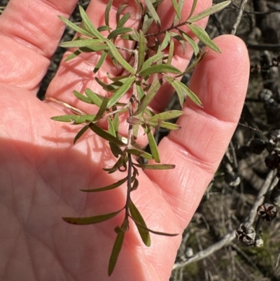 Leptospermum sp. (Tea Tree) at Bruce Ridge to Gossan Hill - 17 Aug 2023 by lbradley