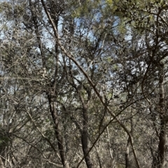 Leptospermum sp. at Bruce, ACT - 17 Aug 2023 11:22 AM