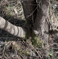 Leptospermum sp. at Bruce, ACT - 17 Aug 2023 11:22 AM