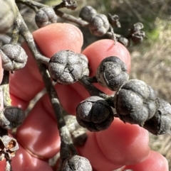 Leptospermum sp. at Bruce, ACT - 17 Aug 2023 11:22 AM