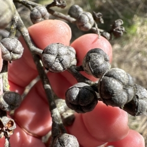 Leptospermum sp. at Bruce, ACT - 17 Aug 2023 11:22 AM