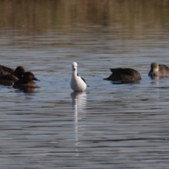 Himantopus leucocephalus (Pied Stilt) at Fyshwick, ACT - 17 Aug 2023 by rawshorty