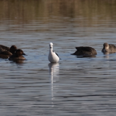 Himantopus leucocephalus (Pied Stilt) at Fyshwick, ACT - 17 Aug 2023 by rawshorty