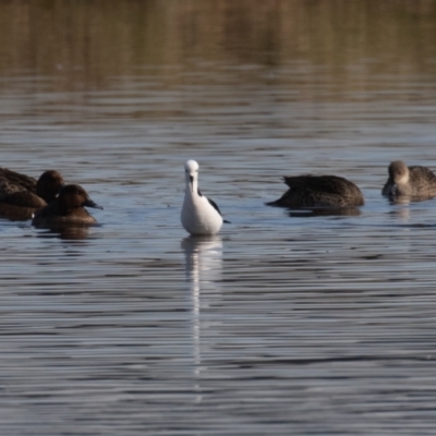 Himantopus leucocephalus (Pied Stilt) at Fyshwick, ACT - 16 Aug 2023 by rawshorty